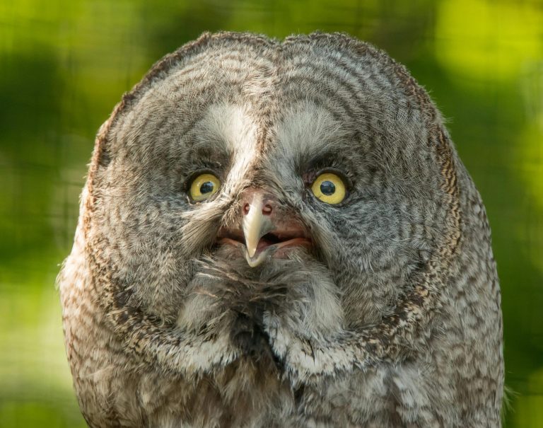 Close-up barred owl with wide eyes and mouth slightly open